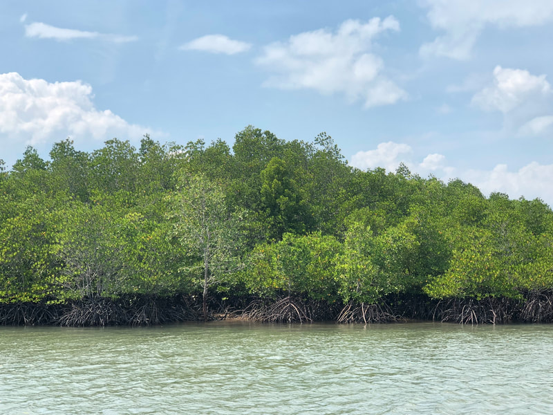 Mangrove trees near the Nongsapura Ferry Terminal
